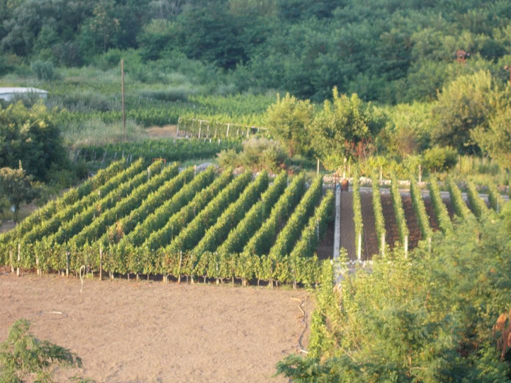 Guesthouse Feel Lake Virpazar Buitenkant foto