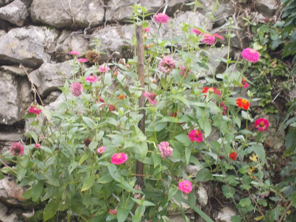 Guesthouse Feel Lake Virpazar Buitenkant foto